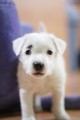 Jack Russell terir s PP fenka