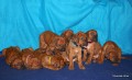 Rhodesian Ridgeback s PP