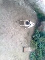 mops fenka