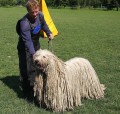 Komondor-tata s PP