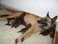 Belgick ovk malinois - tata s PP