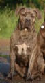 Cane Corso-tata s  PP