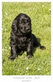 Flat coated retriever s PP