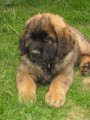 Leonberger s PP