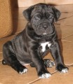 tata Cane corso s PP