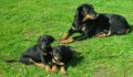 BEAUCERON - FRANCOUZSK OVK