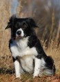 tata - Border collie