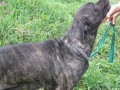 Cane corso - levn prodm psa a fenku bez PP