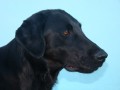 ttka Flat coated retrievera