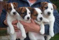 Jack Russell Terrier - tata