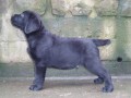 Labrador retriever -ttka s PP