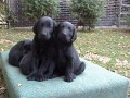 Flat Coated Retriever