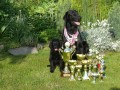 Flat Coated retriever s pp.ihned k prodeji