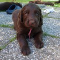 Flat coated retriever hnd a ern tata