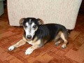Rasa "Bobk :-)" - najdeme nevstu? VYSOINA