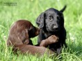 Flat coated retriever s PP - nadstandart:-)