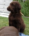 Flat coated retriever ern a hnd pejsek