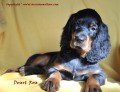 Gordon Setter tata fenky s PP