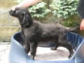 Flat Coated Retriever