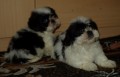 shi tzu