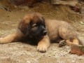 Leonberger tata