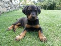 Beauceron  tn fenka