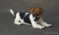 tntka jack russell terier