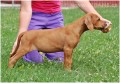 Rhodesian Ridgeback