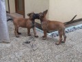 Prodme tata Belgickho ovka malinois