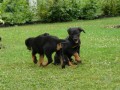 Beauceron