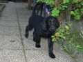 Flat coated retriever