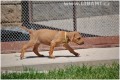 Rhodesian Ridgeback