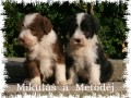 Bearded collie s PP