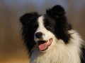 Border collie Tennant