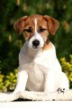 Jack Russell terir a Rhodesian ridgeback tt