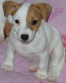 Prodm ttka JRT