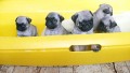 Mops