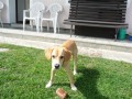 Daruji pejska
