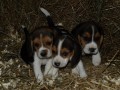 bgl beagle