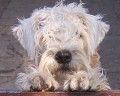 RARITA-IRISH SOFT COATED WHEATEN TERIR