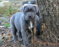 Cane Corso - krsn ttka bez PP, VIDEO!