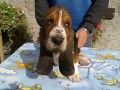 BASSETHOUND - tricolorn ttka s PP k ODBRU...