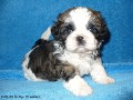 Shih-tzu s PP  