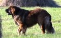 tata Leonberger bez PP