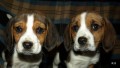 bgl beagle