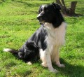 Nabzm ke kryt chovnho psa Border Collie