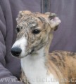 whippet-vipet