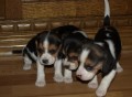 bgl beagle