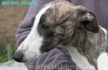 vipet -whippet