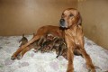 Rhodesian Ridgeback  tata s PP